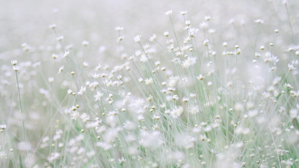 Small white flowers