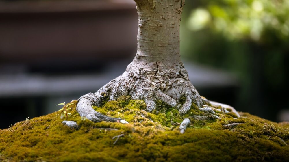 Roots