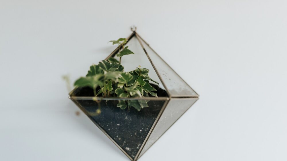 Plant on wall