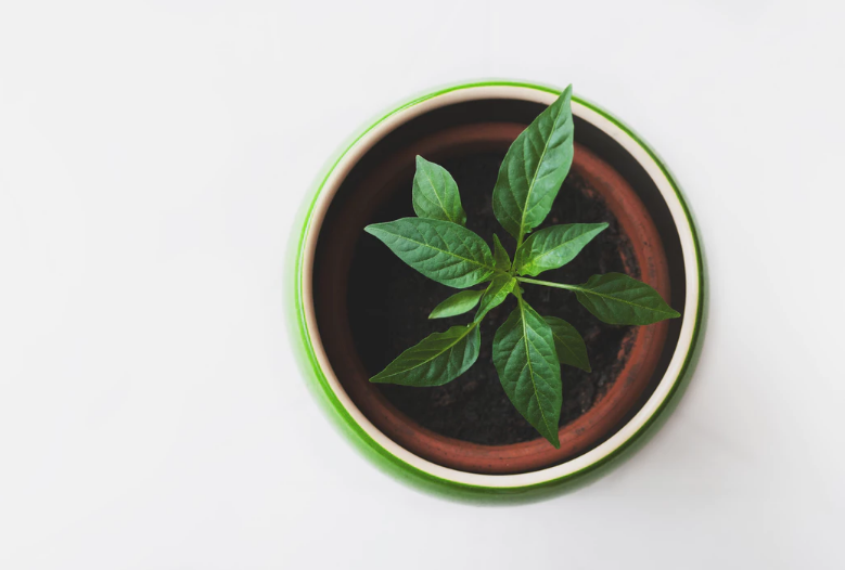 Plant