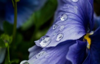 Waterdrops on flower