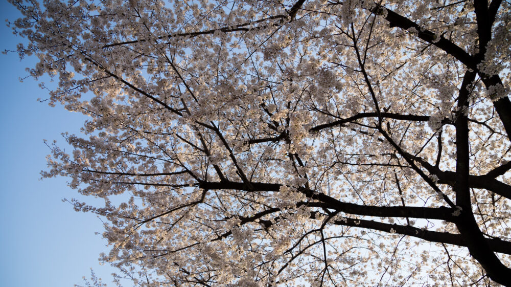 Cherry blossom