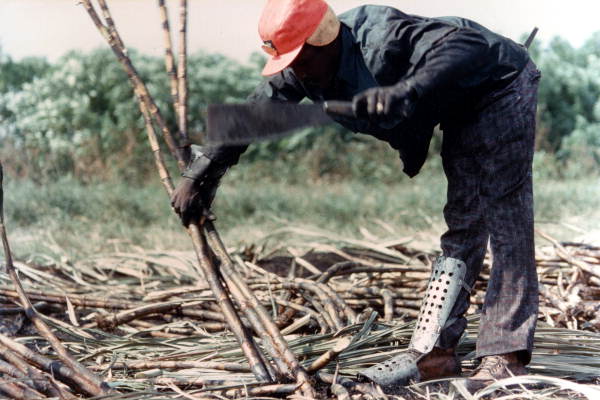 Sugar cane cutter