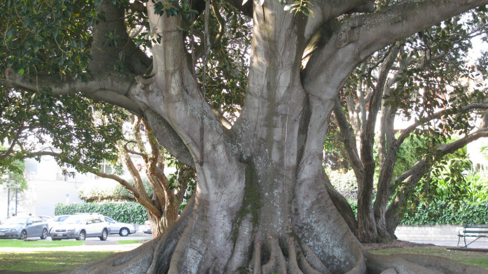 Big tree with roots
