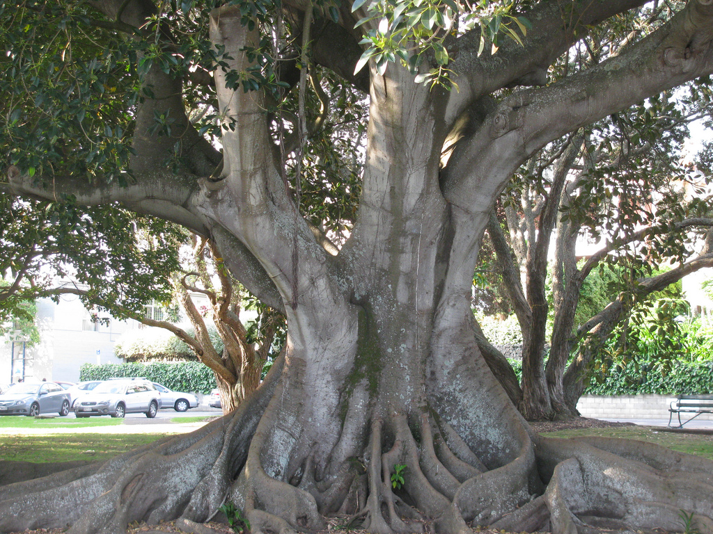 Big tree with roots