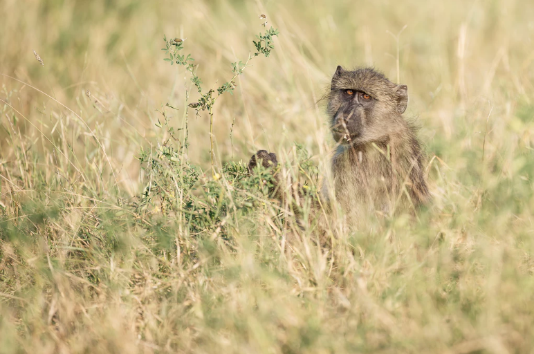 African Baboon