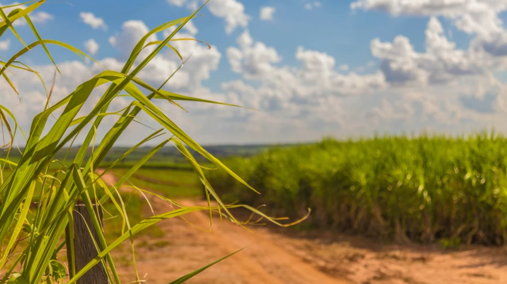 field, vegetation