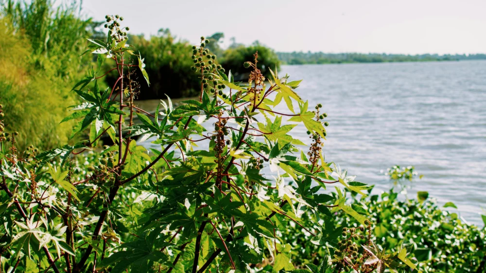 bushes and lake