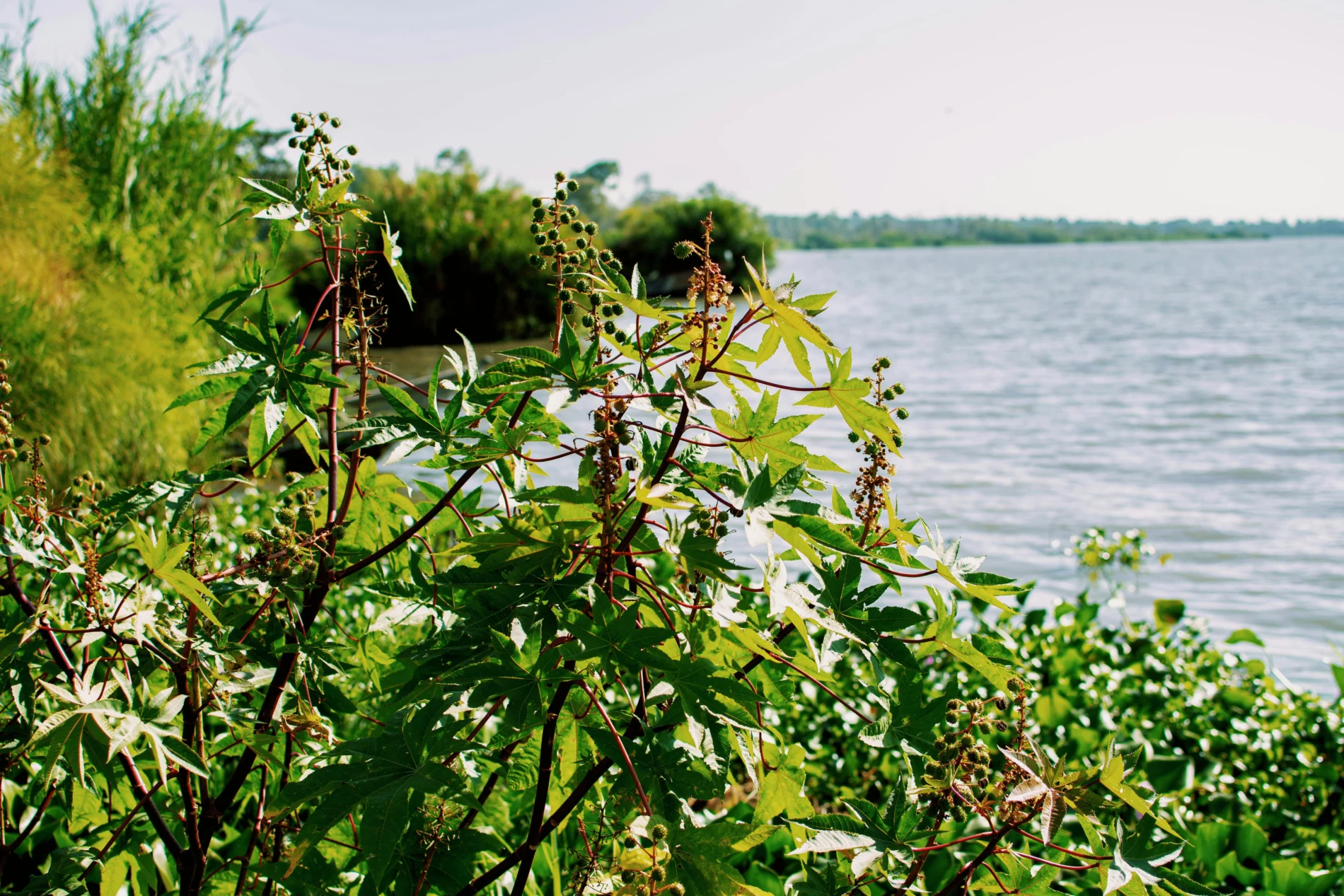 bushes and lake