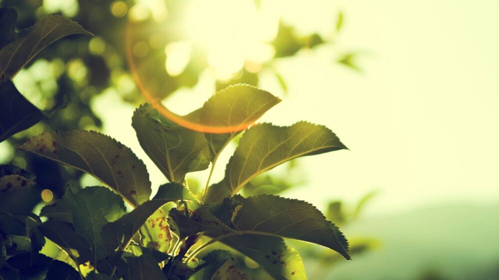 Leafs in sun