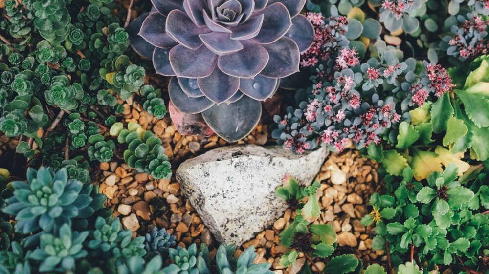 Stone and plants