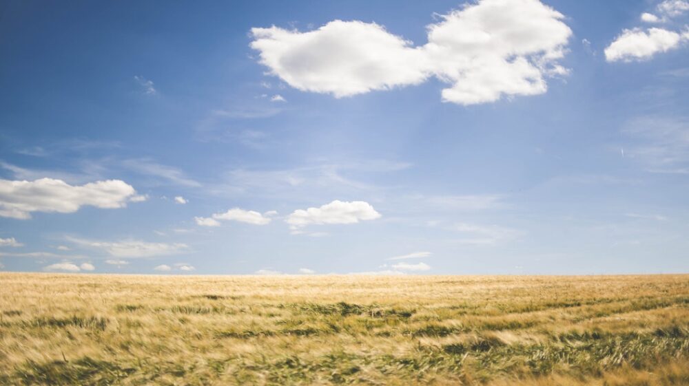 Field under blue sky