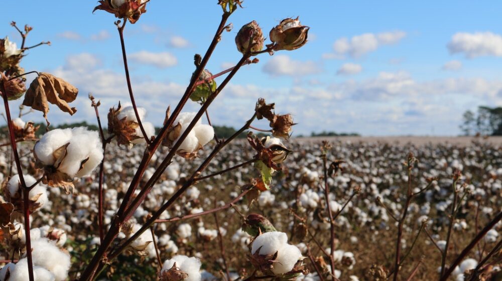 Field of cotton
