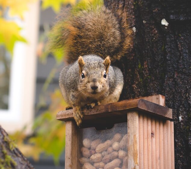 Squirrel