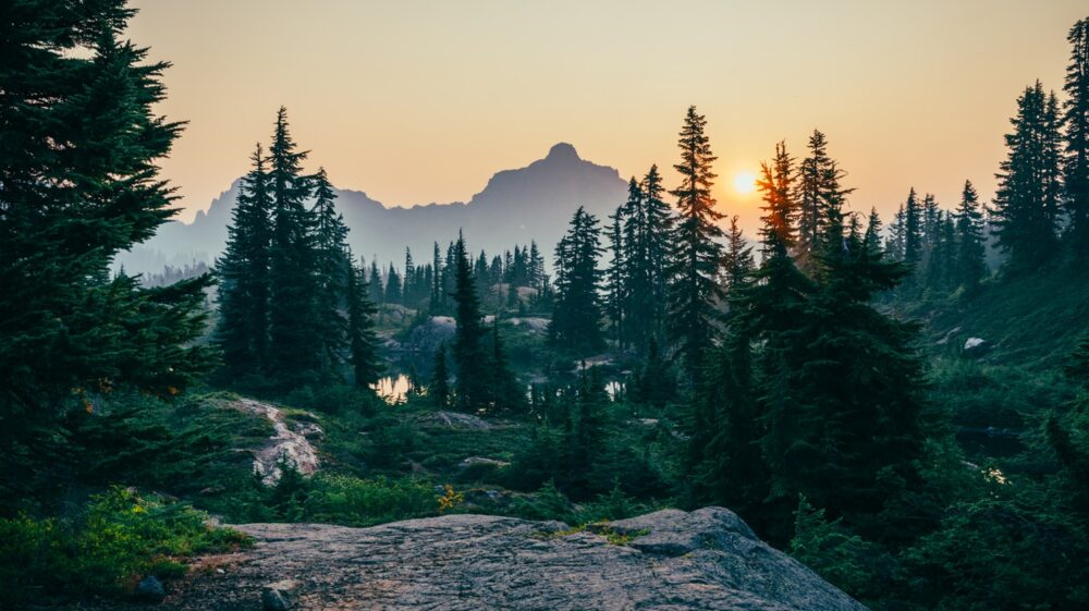 Forest scenery in sunset