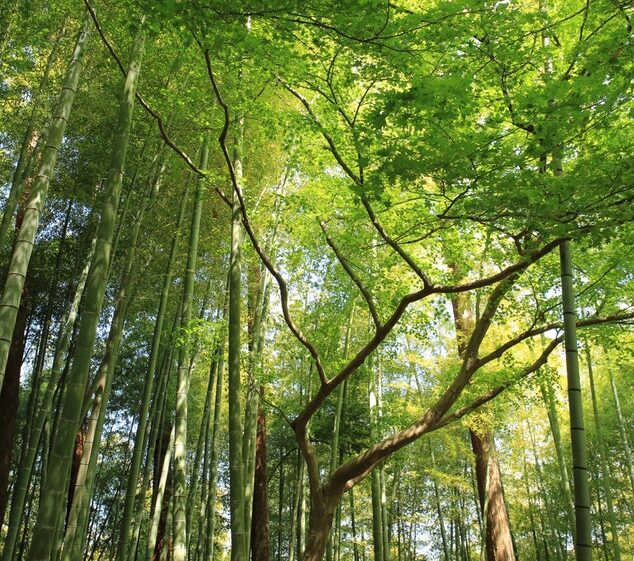 Green deciduous forest