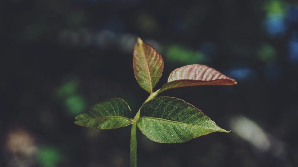 Small plant