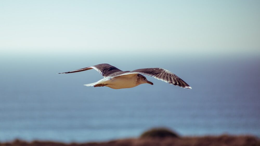 Seagull