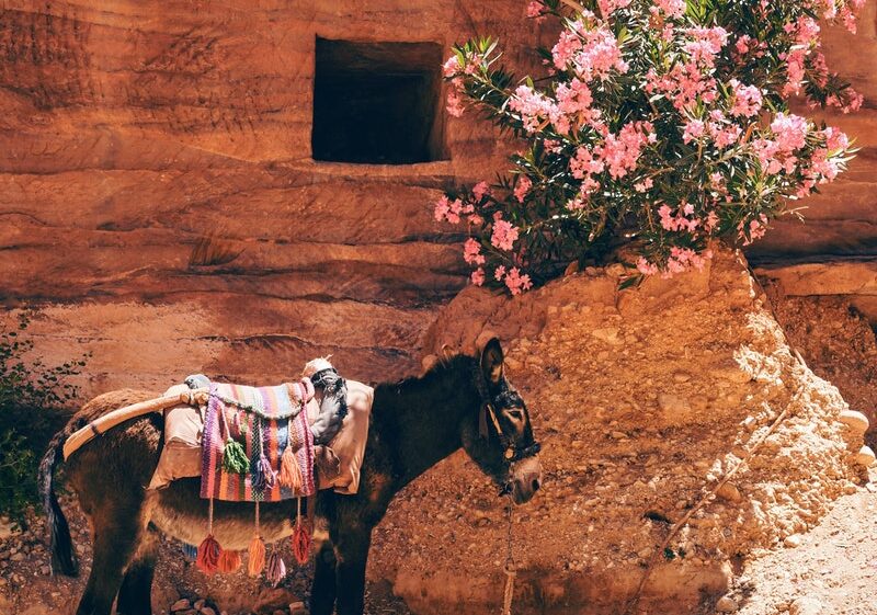 Donkey, flowers in Jordan