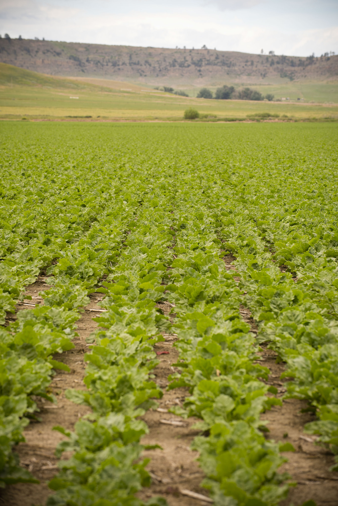 Salad growing in field