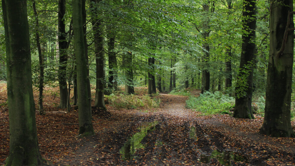 Forest