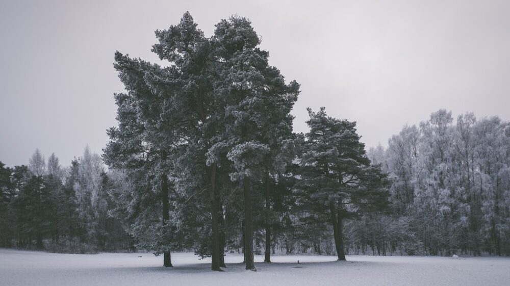 Nordic winter
