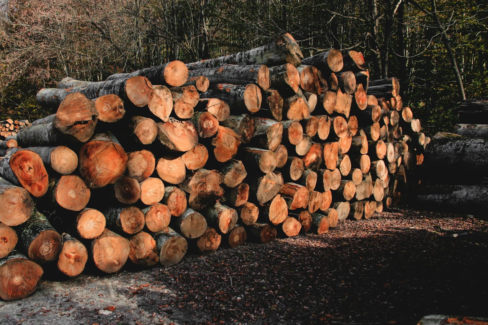 pile of logs