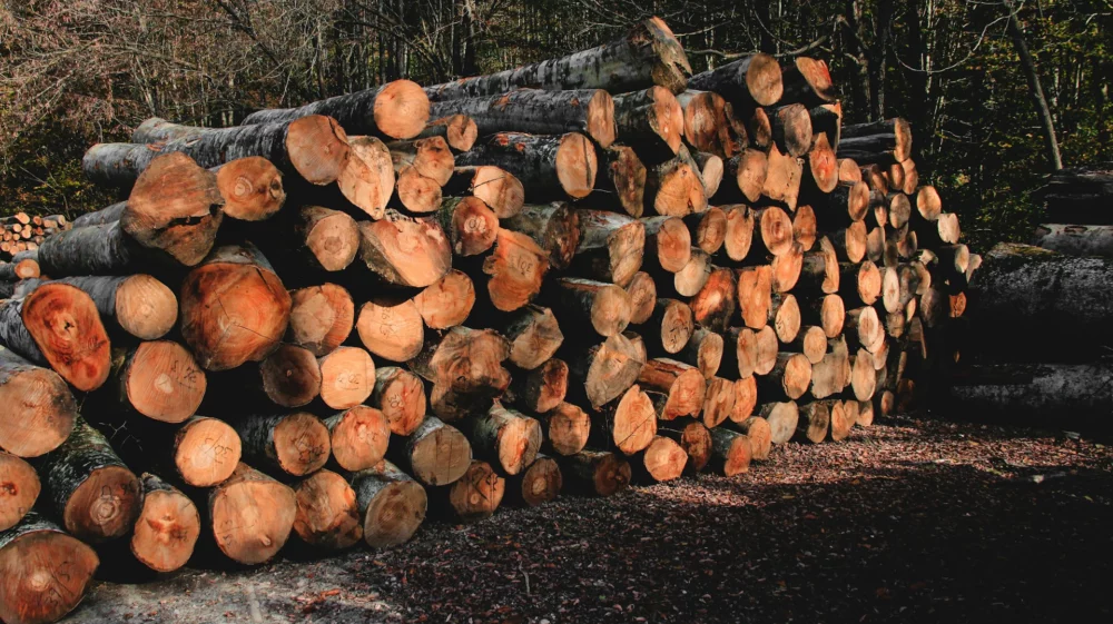 pile of logs