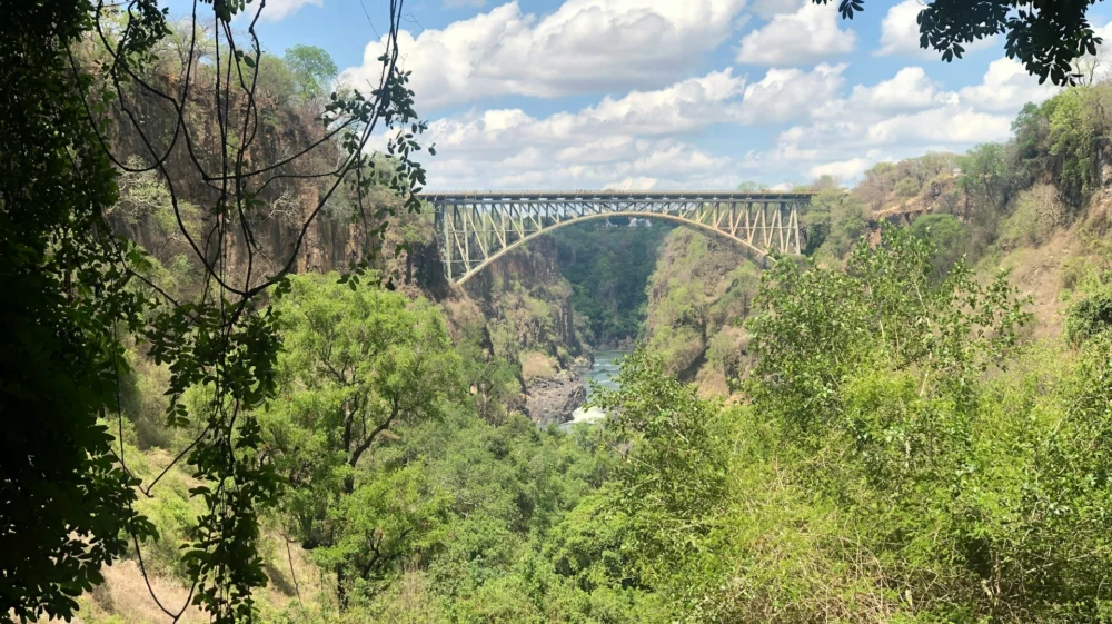 Bridge and forest