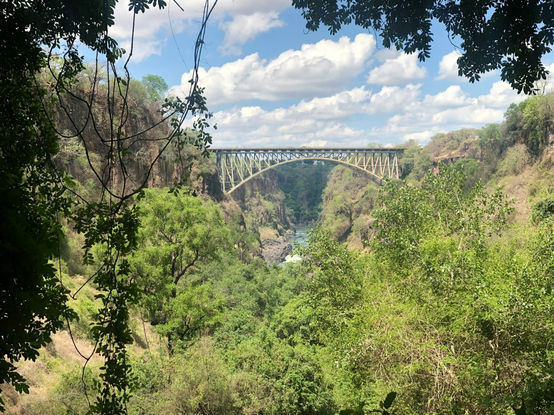 Bridge and forest