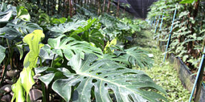 decor leaf klongjinda