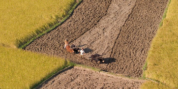 Aerial view of farmers plowing fields using oxen