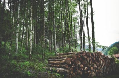 Forestry