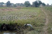open field
