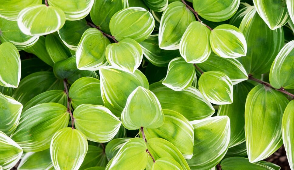 super green leaves