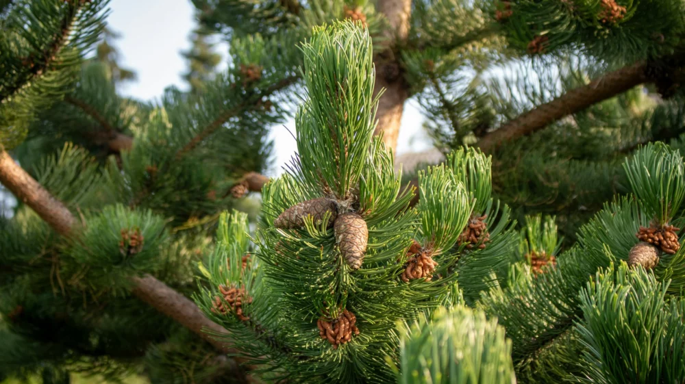 pine tree
