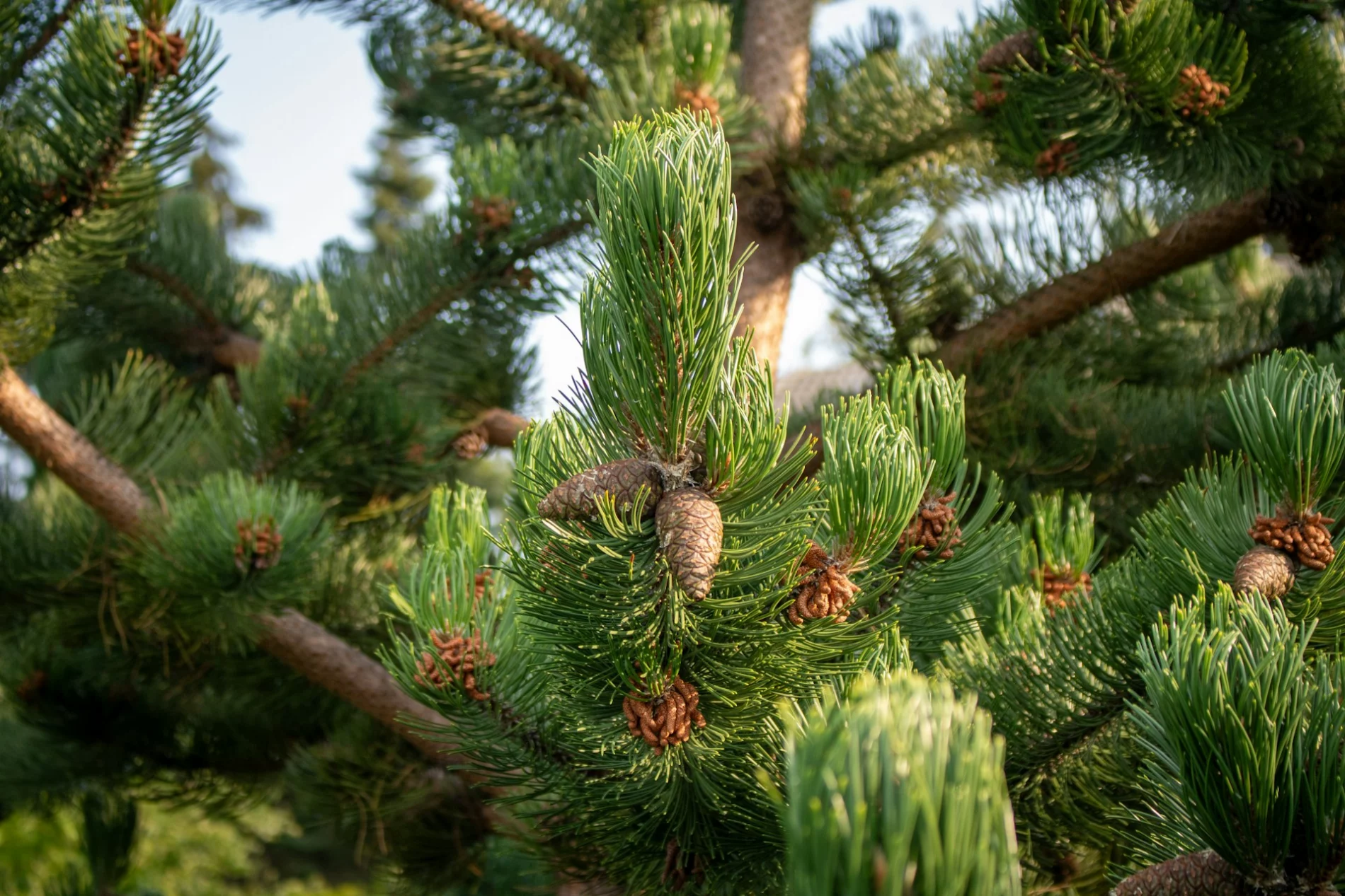 pine tree