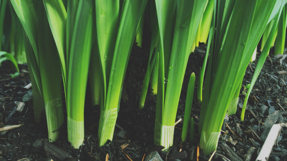 Growing leeks
