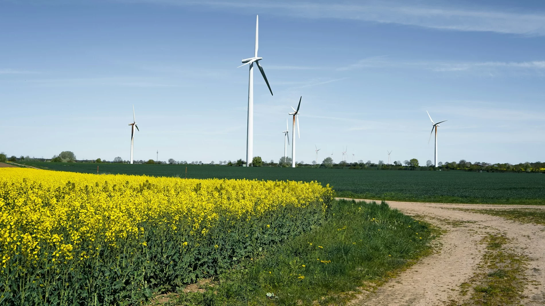 wind mills in field with flowers