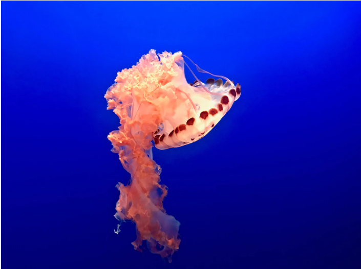 Jellyfish