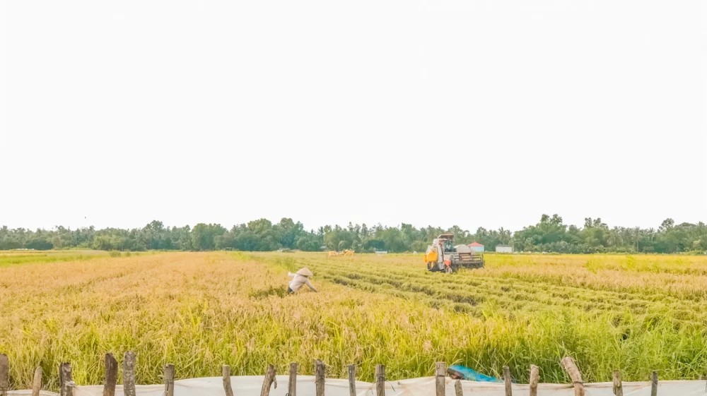 rice field