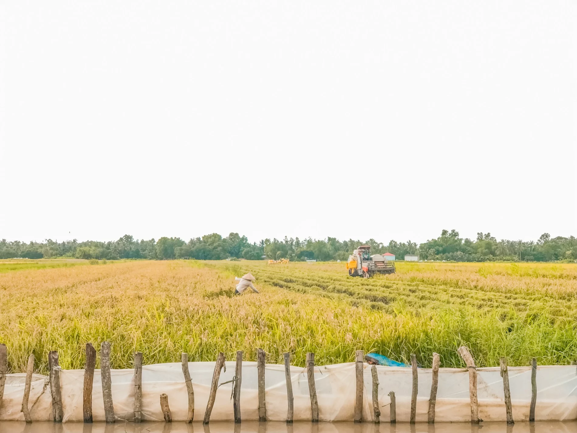 rice field