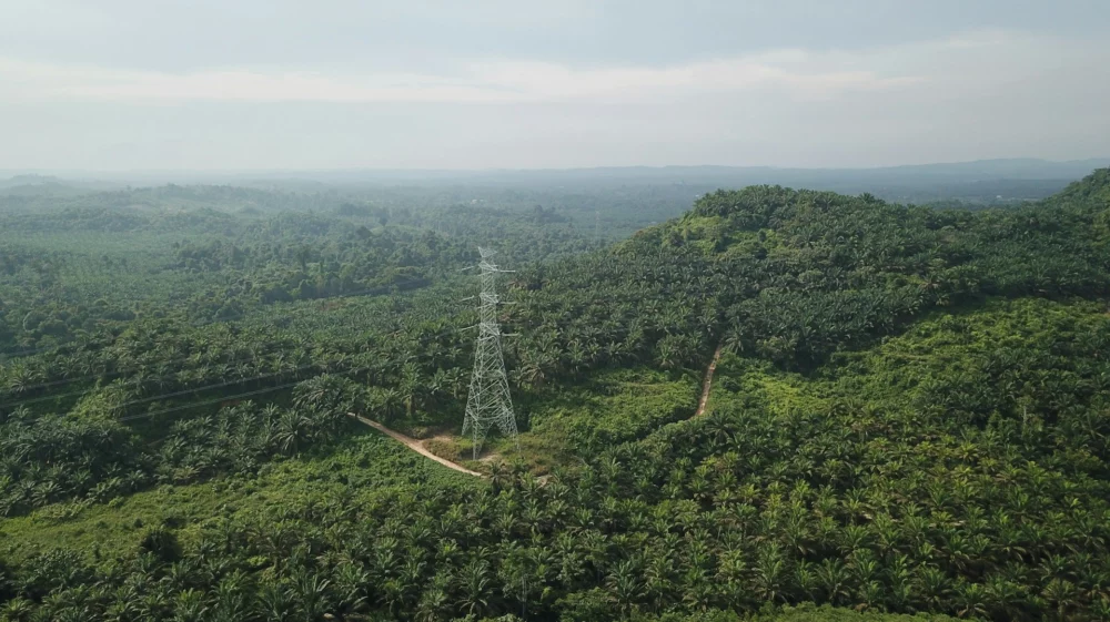 palm plantation