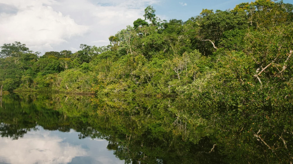 Amazon rainforest
