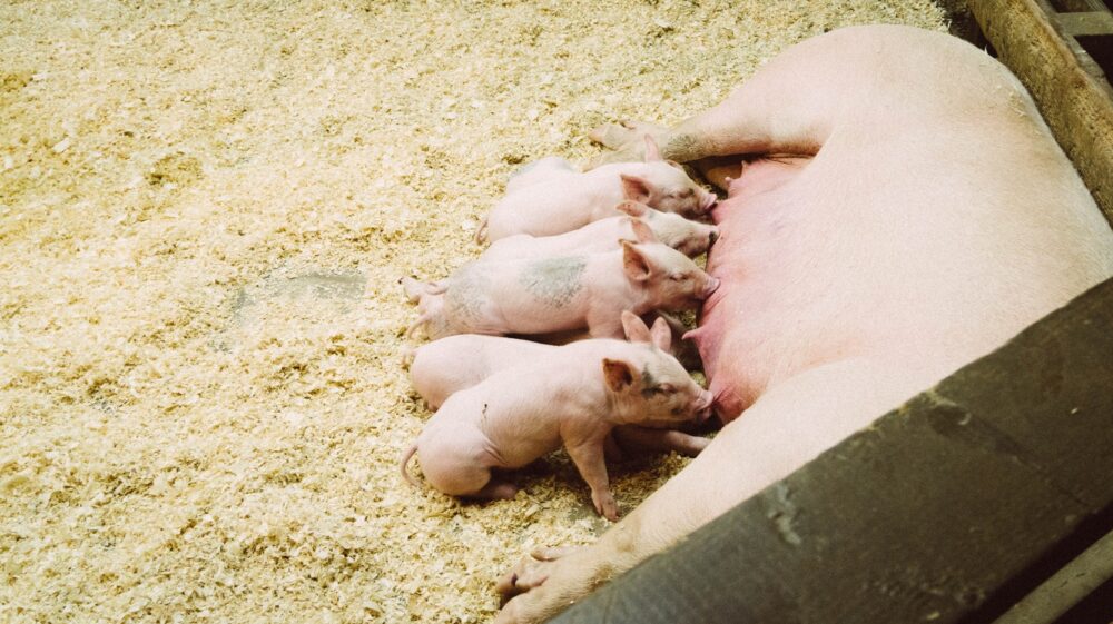 Pigs