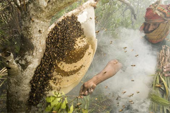 Bees.