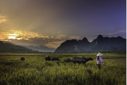 Farming
