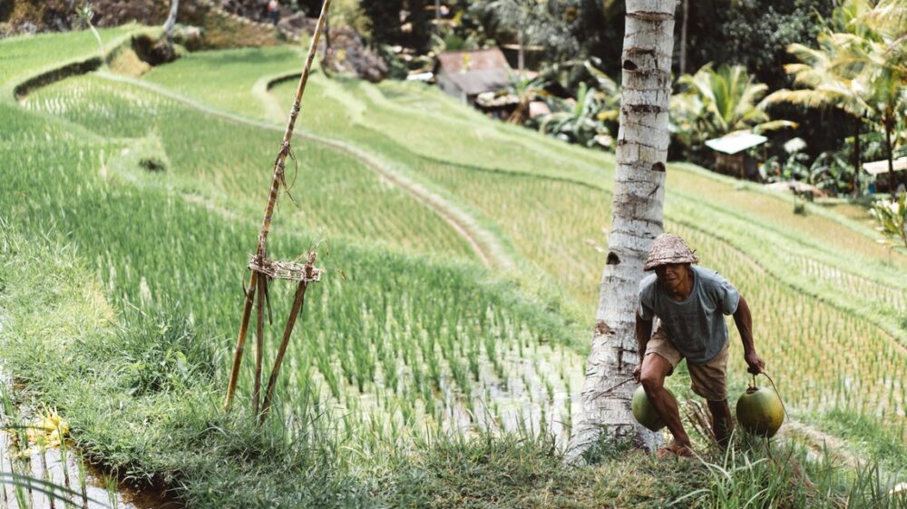 Indonesian rice farmer on rice field