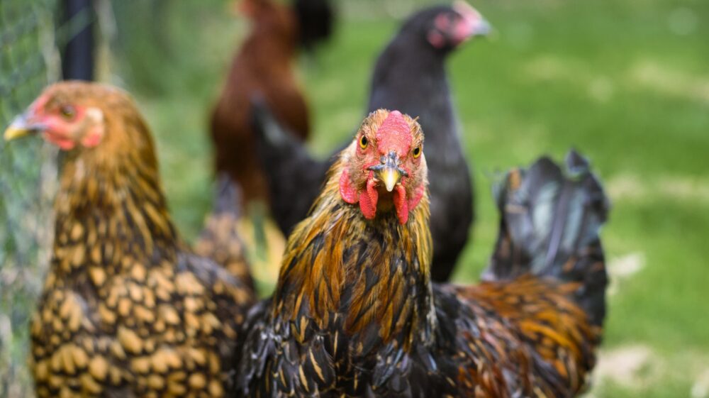 Hen