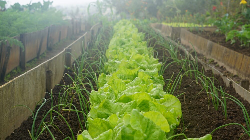 Growing lettuce
